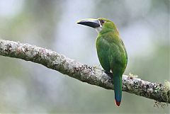 Southern Emerald-Toucanet